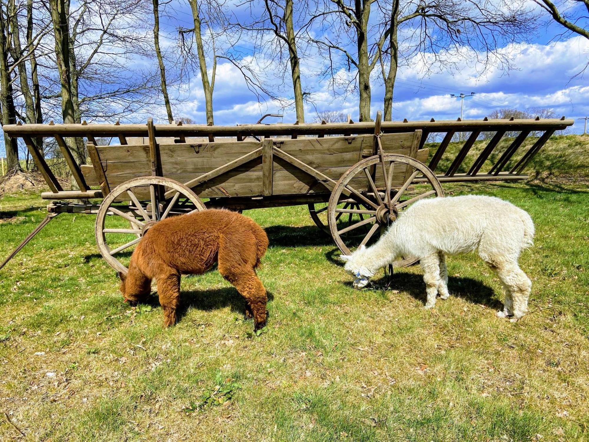 Gelbes Haus Seenland Ferienwohnungen Xl Elsterheide Bagian luar foto